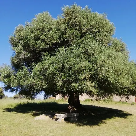 Stazzo Chivoni 2 Chalet *
